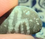 crinoid-6893f5f7bccd1.jpg