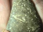 coral-crinoid--6892ae9e3d2e2.jpg