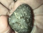 coral-crinoid--6892ae9e3d30c.jpg