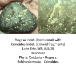 coral-crinoid--6892ae9e3d31c.png