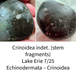 crinoid-fragments-68929ea728647.png
