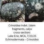 crinoid-fragments-6892a0a325584.png