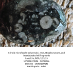 crinoids-6892a3f9f2144.png