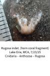 horn-coral-6892a701d90dd.png