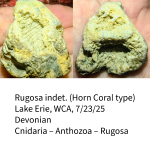 horn-coral-6892aaea8ba6a.png