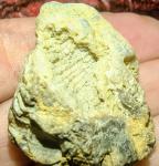 horn-coral-6892aaea8bada.jpg