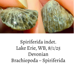 brachiopod-68923ef50fc2f.png