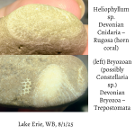 bryozoa-68923ef50fc07.png