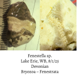 bryozoa-68923ef50fc14.png