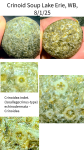 crinoid-68923ef50fb87.png