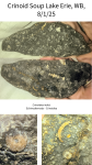 crinoid-68923ef50fbbd.png