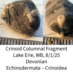 crinoid-68923ef50fbcb.png