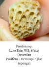 sponge-68923ef50fbdb.png