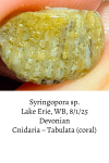 sponge-68923ef50fbf5.png