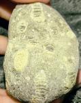 crinoid-6897f34160eab.jpg