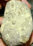 crinoid-6897f34160ef2.jpg