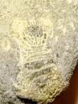 crinoid-6897f34160f25.jpg