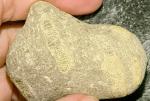 crinoid-6897f34160f54.jpg