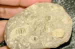 crinoid-6897f34160f7a.jpg